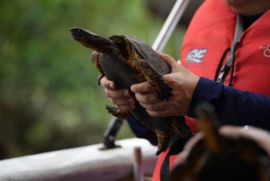 Τμήμα Αλιείας: Καταδικάζει το περιστατικό με την θαλάσσια χελώνα