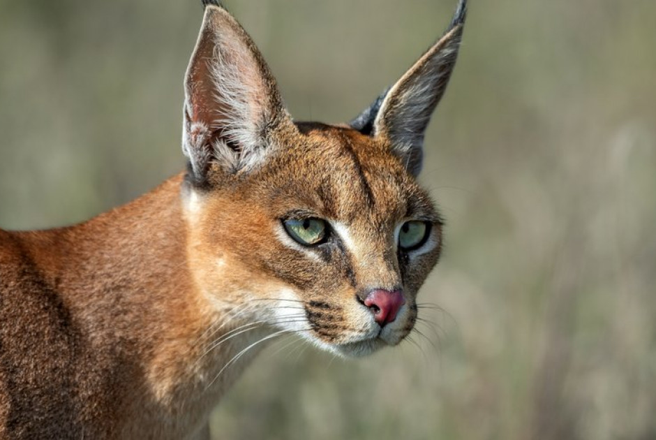 &Gamma;&alpha;&lambda;&lambda;ί&alpha;: &Tau;&epsilon;&lambda;&omega;&nu;&epsilon;&iota;&alpha;&kappa;&omicron;ί &kappa;&alpha;&tau;έ&sigma;&chi;&epsilon;&sigma;&alpha;&nu; &delta;ύ&omicron; &sigma;&pi;ά&nu;&iota;&alpha; &alpha;&iota;&lambda;&omicron;&upsilon;&rho;&omicron;&epsilon;&iota;&delta;ή
