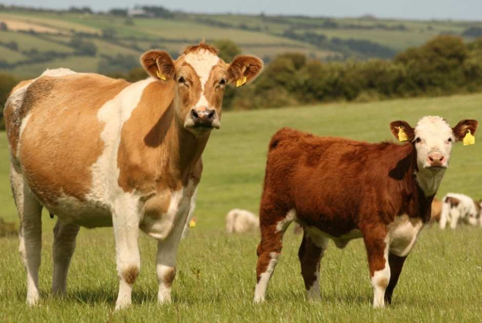 Aφθώδης πυρετός: Ολοκληρώθηκε η 1η δόση εμβολιασμού 65.000 βοοειδών στα Kατεχόμενα