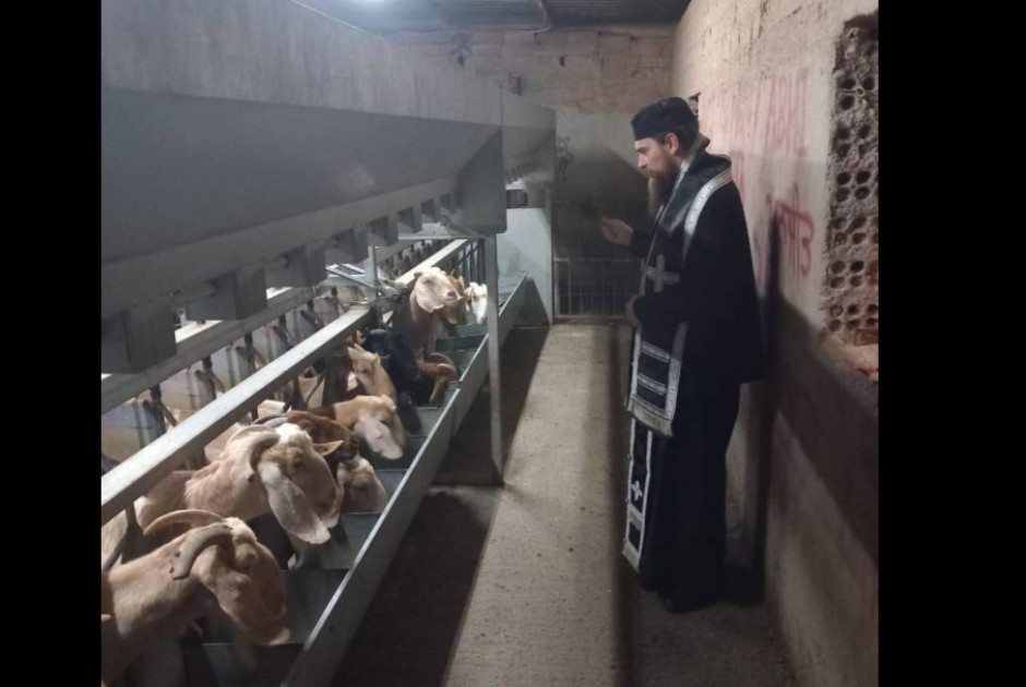 Έρευνα Αστυνομίας για την είσοδο Παλαιοημερολογητών σε φάρμες εν μέσω αφθώδους πυρετού - Αγιασμός υπό διερεύνηση