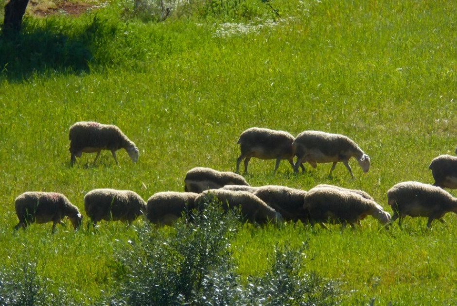 Πίπης: Παραδόθηκαν στους Τ/κ τα εμβόλια κατά αφθώδους πυρετού - Κανένα περιστατικό στις ελεύθερες περιοχές