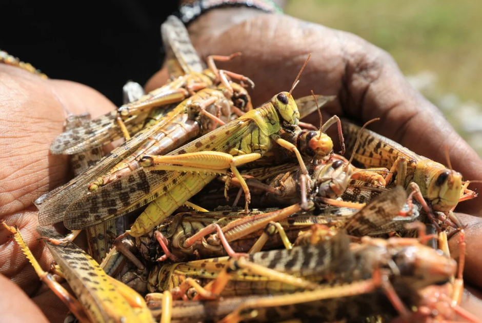 &Zeta;&omega;&nu;&tau;&alpha;&nu;&epsilon;ύ&omicron;&upsilon;&nu; &omicron;&iota; &epsilon;&pi;&tau;ά &pi;&lambda;&eta;&gamma;έ&sigmaf; &tau;&omicron;&upsilon; &Phi;&alpha;&rho;&alpha;ώ &sigma;&tau;&eta; &Sigma;&alpha;&chi;ά&rho;&alpha; - &Pi;ώ&sigmaf; &epsilon;&xi;&eta;&gamma;&epsilon;ί&tau;&alpha;&iota; &eta; &epsilon;&pi;ί&theta;&epsilon;&sigma;&eta; &alpha;&pi;ό &alpha;&kappa;&rho;ί&delta;&epsilon;&sigmaf;