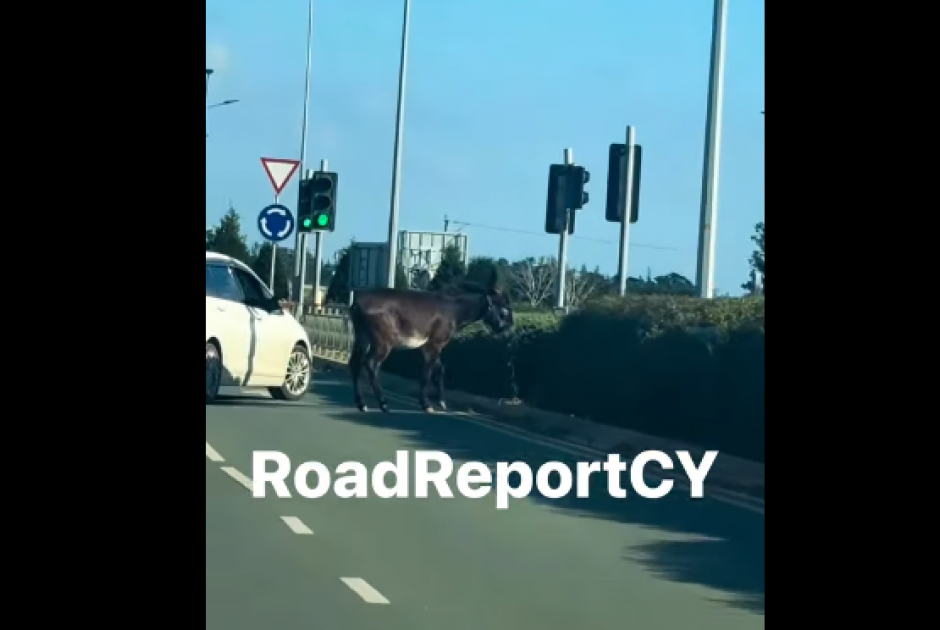 &Tau;&iota; ά&lambda;&lambda;&omicron; &theta;&alpha; &delta;&omicron;ύ&mu;&epsilon;: &Gamma;&alpha;ϊ&delta;&omicron;&upsilon;&rho;ά&kappa;&iota; &kappa;ά&nu;&epsilon;&iota; &beta;ό&lambda;&tau;&epsilon;&sigmaf; &sigma;&tau;&omicron;&upsilon;&sigmaf; &delta;&rho;ό&mu;&omicron;&upsilon;&sigmaf; &tau;&eta;&sigmaf; &Pi;ά&phi;&omicron;&upsilon; (&Beta;&Iota;&Nu;&Tau;&Epsilon;&Omicron;)