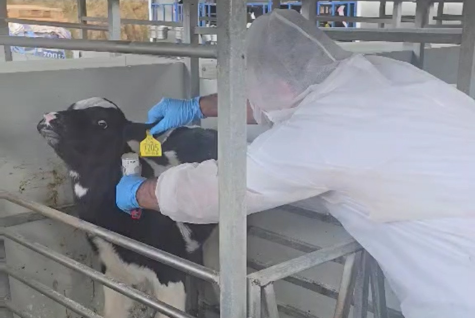 Κτηνίατροι για αφθώδη πυρετό: Απογοήτευση για τον τρόπο που παρουσιάζεται το έργο τους