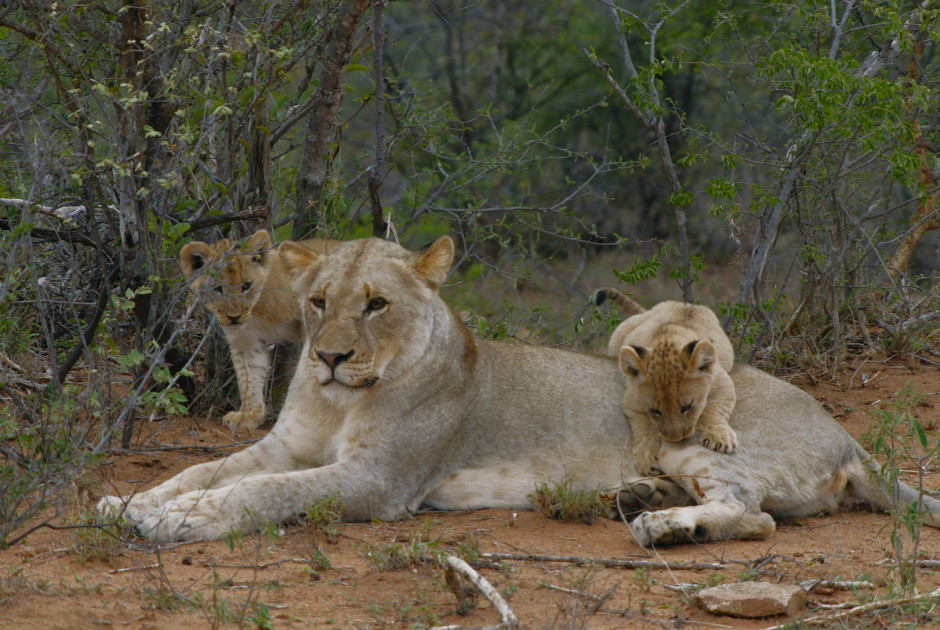 Πώς οι ακραίες καταιγίδες διαταράσσουν σημαντικά την άγρια ζωή