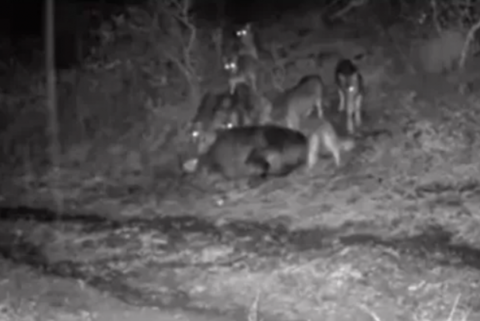 Τρόμος στην Ελλάδα: Αγέλες λύκων κόβουν βόλτες κοντά σε σπίτια