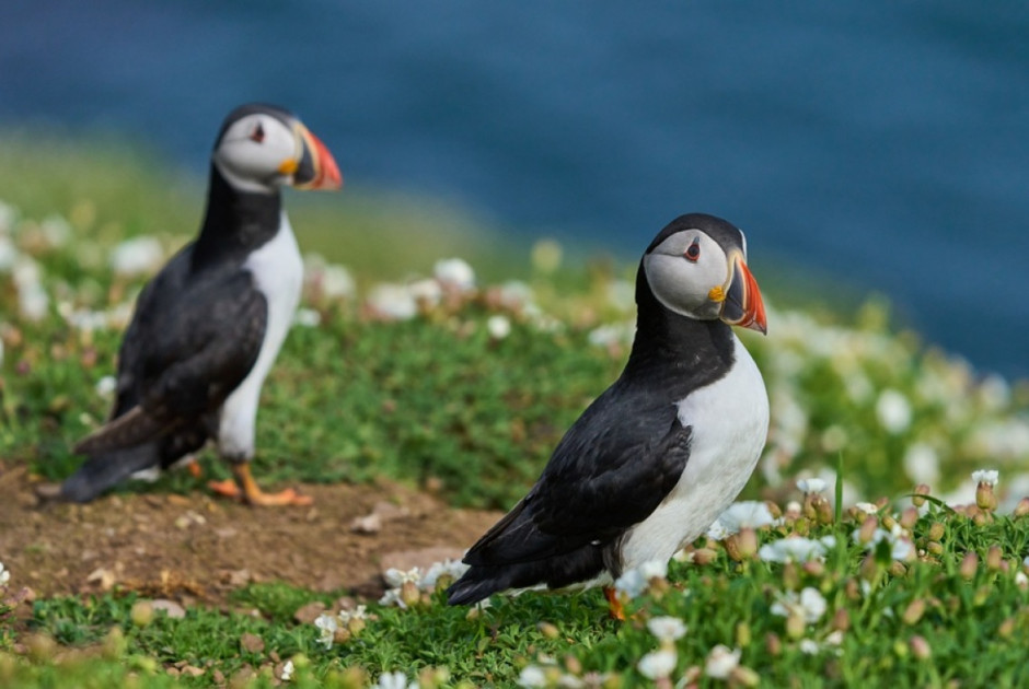 &Theta;έ&lambda;&epsilon;&iota;&sigmaf; &nu;&alpha; &zeta;ή&sigma;&epsilon;&iota;&sigmaf; &sigma;&epsilon; &alpha;&pi;&omicron;&mu;&omicron;&nu;&omega;&mu;έ&nu;&omicron; &nu;&eta;&sigma;ί &gamma;&iota;&alpha; 3 &mu;ή&nu;&epsilon;&sigmaf;... &mu;&epsilon;&tau;&rho;ώ&nu;&tau;&alpha;&sigmaf; &theta;&alpha;&lambda;ά&sigma;&sigma;&iota;&omicron;&upsilon;&sigmaf; &pi;&alpha;&pi;&alpha;&gamma;ά&lambda;&omicron;&upsilon;&sigmaf;;
