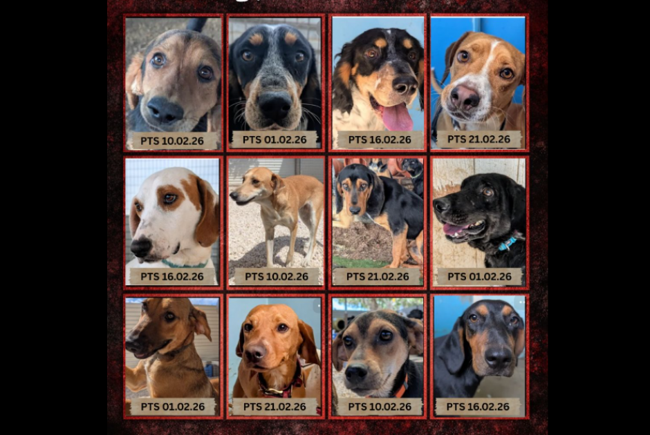 Καταγγελία για μαζικές θανατώσεις σκύλων σε καταφύγιο στην Πάφο