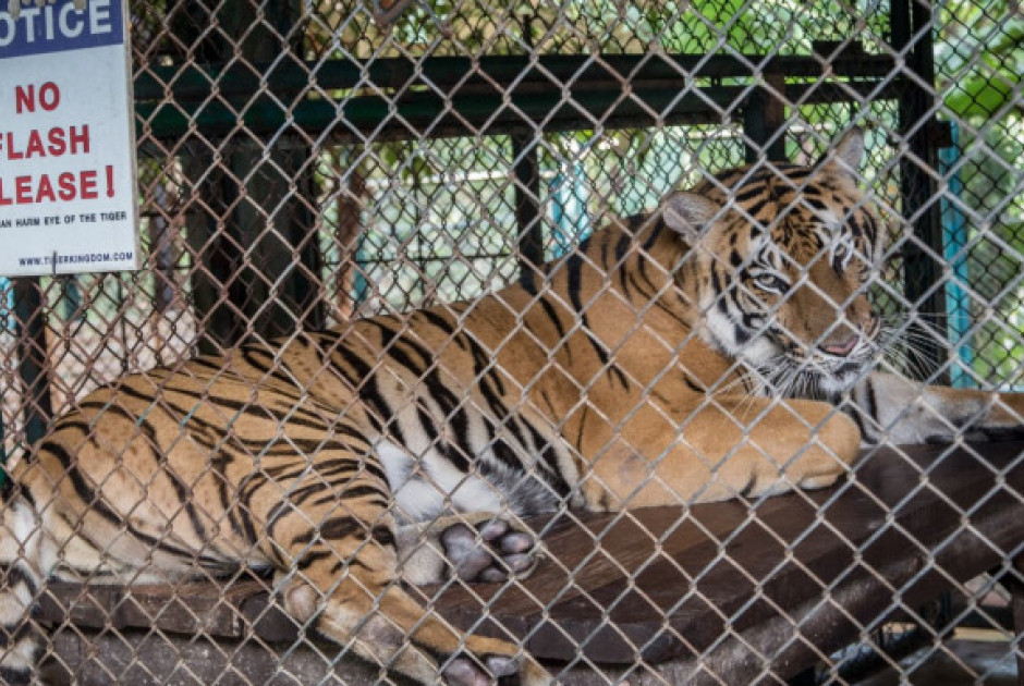 &Tau;&alpha;ϊ&lambda;ά&nu;&delta;&eta;: 72 &tau;ί&gamma;&rho;&epsilon;&iota;&sigmaf; &pi;έ&theta;&alpha;&nu;&alpha;&nu; &sigma;&epsilon; &zeta;&omega;&omicron;&lambda;&omicron;&gamma;&iota;&kappa;ό &pi;ά&rho;&kappa;&omicron; &alpha;&pi;ό &iota;ό &kappa;&alpha;&iota; &beta;&alpha;&kappa;&tau;ή&rho;&iota;&alpha;