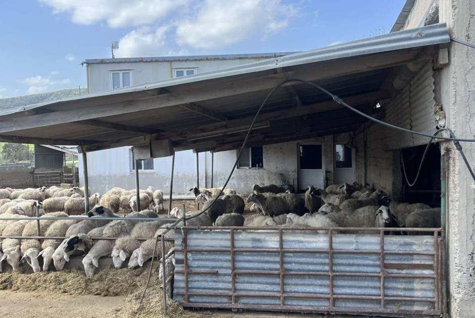 Ρίχνουν το μπαλάκι ευθυνών στους κτηνοτρόφους οι Κτηνιατρικές Υπηρεσίες
