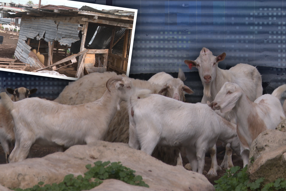 &Alpha;&gamma;έ&lambda;&eta; &sigma;&kappa;ύ&lambda;&omega;&nu; &kappa;&alpha;&tau;&alpha;&sigma;&pi;ά&rho;&alpha;&xi;&epsilon; &zeta;ώ&alpha; &sigma;&epsilon; &phi;ά&rho;&mu;&alpha; &sigma;&tau;&omicron; &Gamma;έ&rho;&iota; (&Beta;&Iota;&Nu;&Tau;&Epsilon;&Omicron;)