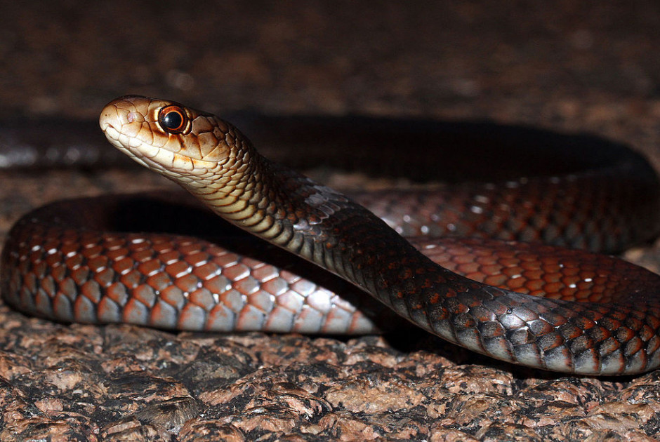 Τραγουδίστρια πέθανε στα 26 της από δάγκωμα φιδιού