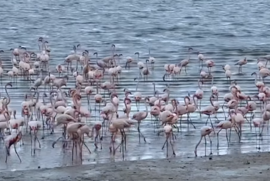 &Epsilon;&nu;&tau;&upsilon;&pi;&omega;&sigma;&iota;&alpha;&kappa;έ&sigmaf; &epsilon;&iota;&kappa;ό&nu;&epsilon;&sigmaf; - &Gamma;έ&mu;&iota;&sigma;&epsilon; &xi;&alpha;&nu;ά &eta; &Alpha;&lambda;&upsilon;&kappa;ή &Lambda;ά&rho;&nu;&alpha;&kappa;&alpha;&sigmaf; &mu;&epsilon; &phi;&tau;&epsilon;&rho;&omega;&tau;&omicron;ύ&sigmaf; &rho;&omicron;&zeta; &epsilon;&pi;&iota;&sigma;&kappa;έ&pi;&tau;&epsilon;&sigmaf; (&Beta;&Iota;&Nu;&Tau;&Epsilon;&Omicron;)