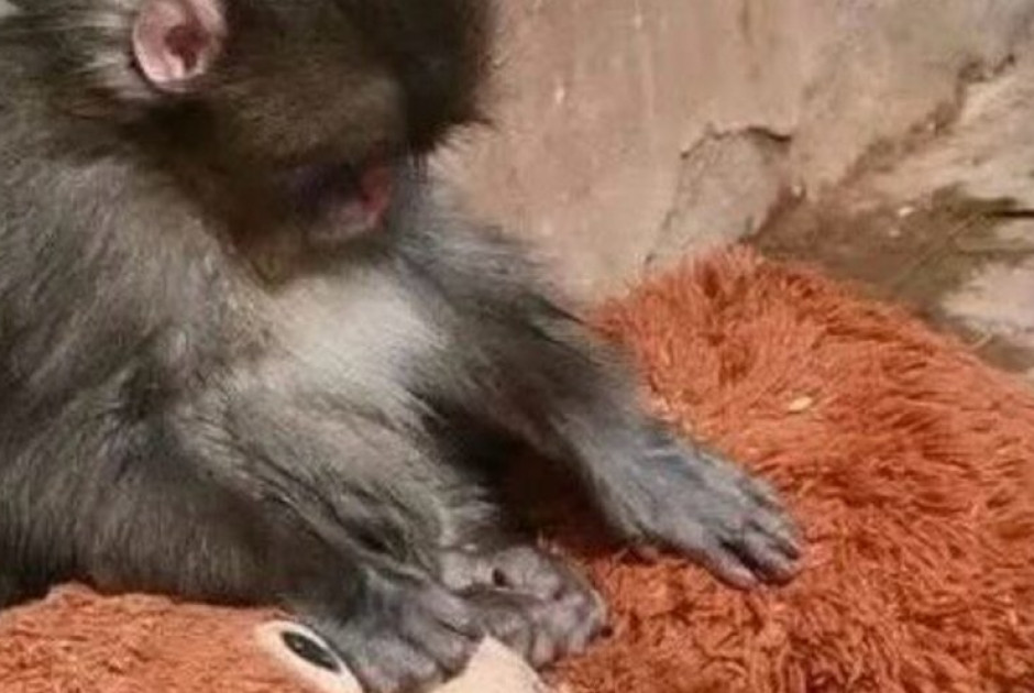 Viral &beta;ί&nu;&tau;&epsilon;&omicron;: &Mu;&iota;&kappa;&rho;ό&sigmaf; &pi;ί&theta;&eta;&kappa;&omicron;&sigmaf; &kappa;&omicron;&iota;&mu;ά&tau;&alpha;&iota; &alpha;&gamma;&kappa;&alpha;&lambda;&iota;ά &mu;&epsilon; &lambda;&omicron;ύ&tau;&rho;&iota;&nu;&omicron; &omicron;&upsilon;&rho;&alpha;&kappa;&omicron;&tau;ά&gamma;&kappa;&omicron;