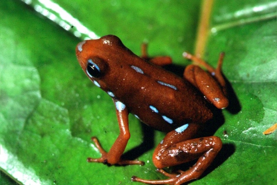 Επιβατιδίνη: Τι ξέρουμε για το «δηλητήριο βατράχου» που φέρεται να σκότωσε τον Αλεξέι Ναβάλνι