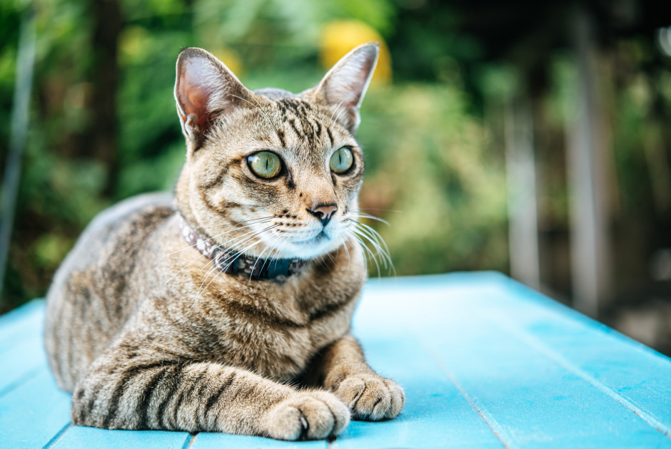 Αυτό το ελληνικό νησί ψάχνει εθελοντές για να εργαστούν σε καταφύγιο με γάτες
