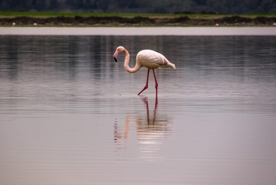 Παγκόσμια Ημέρα Υγροτόπων