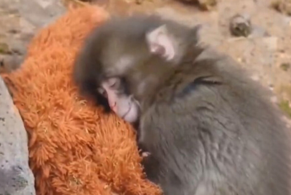 Ο Punch, το μαϊμουδάκι που «διδάσκει» ανθρωπιά: Η επιστήμη πίσω από το συγκινητικό βίντεο