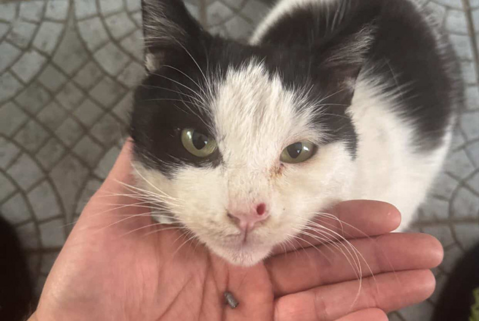 Νέο περιστατικό βίας ζώου στην Πάφο - Πυροβόλησε γάτο και παραμένει άφαντος ο δράστης (ΦΩΤΟΣ)