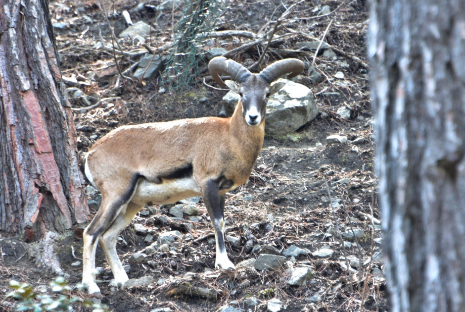&Kappa;&lambda;&epsilon;&iota;&sigma;&tau;&omicron;ί &pi;&rho;&omicron;&lambda;&eta;&pi;&tau;&iota;&kappa;ά &gamma;&iota;&alpha; &tau;&omicron; &kappa;&omicron;&iota;&nu;ό &omicron;&iota; &delta;&omicron;&mu;έ&sigmaf; &phi;ύ&lambda;&alpha;&xi;&eta;&sigmaf; &kappa;&alpha;&iota; &pi;&rho;&omicron;&sigma;&tau;&alpha;&sigma;ί&alpha;&sigmaf; &tau;&omicron;&upsilon; &alpha;&gamma;&rho;&iota;&nu;&omicron;ύ
