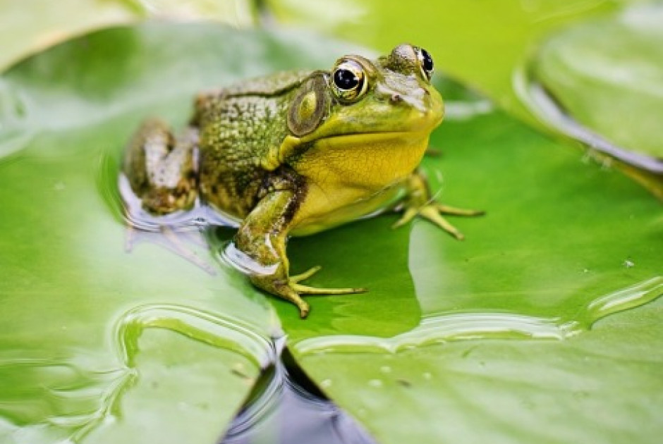 Πώς οι βάτραχοι «μετεωρολόγοι» αποκαλύπτουν τη θερμοκρασία του νερού