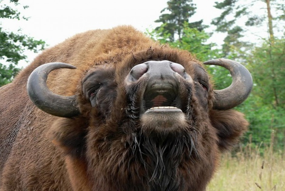 &Nu;&epsilon;&kappa;&rho;&omicron;ί &sigma;&pi;ά&nu;&iota;&omicron;&iota; ά&gamma;&rho;&iota;&omicron;&iota; &beta;ί&sigma;&omicron;&nu;&epsilon;&sigmaf;