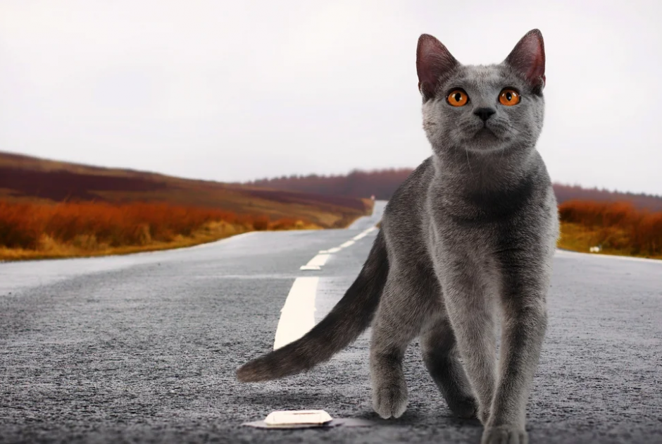 Γάτος εξαφανίστηκε πριν επτά χρόνια και ξανάσμιξε με την οικογένειά του