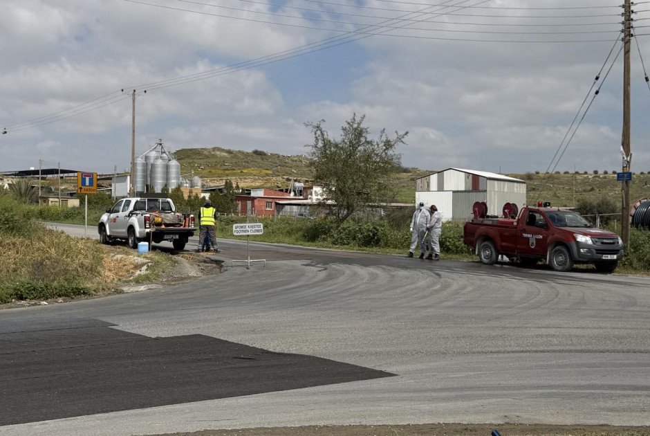 Εντοπίστηκαν αγελάδες χωρίς σήμανση στο Γέρι (ΒΙΝΤΕΟ)