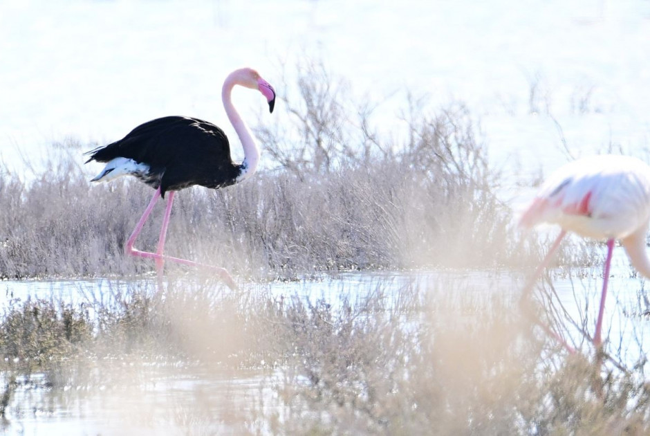 Ξανά στην Κύπρο το ένα από τα δύο σπάνια μαύρα Φλαμίνγκο