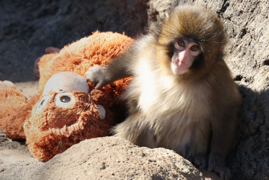 &Alpha;&nu;&eta;&sigma;&upsilon;&chi;ί&alpha; &gamma;&iota;&alpha; &tau;&omicron;&nu; &Pi;&alpha;&nu;&tau;&sigmaf; &pi;&omicron;&upsilon; έ&gamma;&iota;&nu;&epsilon; viral &alpha;&gamma;&kappa;&alpha;&lambda;&iota;ά&zeta;&omicron;&nu;&tau;&alpha;&sigmaf; &lambda;&omicron;ύ&tau;&rho;&iota;&nu;&omicron; &alpha;&rho;&kappa;&omicron;&upsilon;&delta;ά&kappa;&iota;