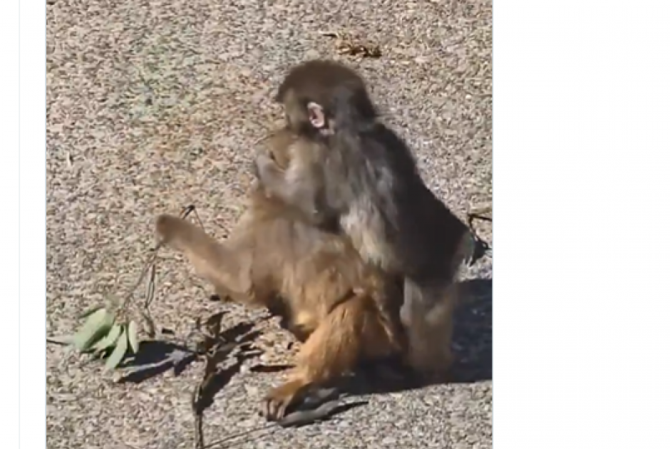 &Omicron; &mu;&iota;&kappa;&rho;ό&sigmaf; &pi;ί&theta;&eta;&kappa;&omicron;&sigmaf; Punch &beta;&rho;ή&kappa;&epsilon; &sigma;&upsilon;&nu;&tau;&rho;&omicron;&phi;&iota;ά - &Delta;&epsilon;ί&tau;&epsilon; &epsilon;&iota;&kappa;ό&nu;&epsilon;&sigmaf; &mu;&epsilon; &tau;&iota;&sigmaf; &tau;&rho;&upsilon;&phi;&epsilon;&rho;έ&sigmaf; &alpha;&gamma;&kappa;&alpha;&lambda;&iota;έ&sigmaf;