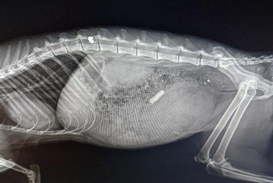 Καταγγελίες για πυροβολισμούς ζώων – «Δεν αντιμετωπίζονται με σοβαρότητα από τις αρχές» (ΦΩΤΟΣ)