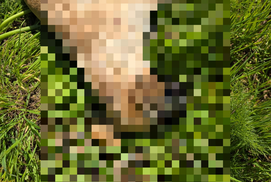 &Alpha;&delta;&iota;&alpha;&nu;ό&eta;&tau;&omicron;: &Epsilon;&nu;&tau;&omicron;&pi;ί&sigma;&tau;&eta;&kappa;&alpha;&nu; &nu;&epsilon;&kappa;&rho;&omicron;ί &sigma;&kappa;ύ&lambda;&omicron;&iota; &kappa;&alpha;&iota; &delta;&eta;&lambda;&eta;&tau;&eta;&rho;&iota;&alpha;&sigma;&mu;έ&nu;&alpha; &delta;&omicron;&lambda;ώ&mu;&alpha;&tau;&alpha; &sigma;&tau;&alpha; &Pi;ά&nu;&omega; &Lambda;&epsilon;ύ&kappa;&alpha;&rho;&alpha;