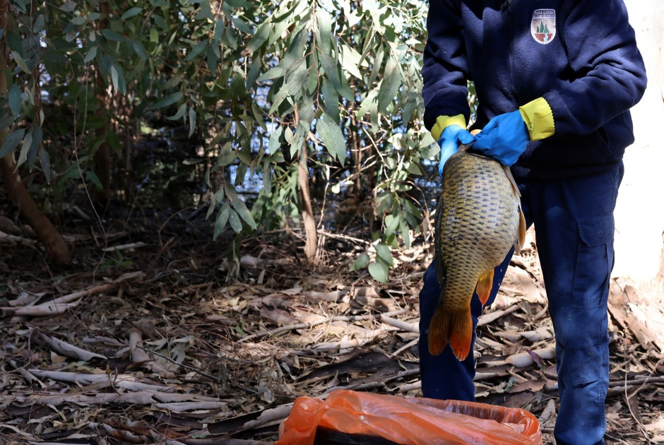 &Lambda;ί&mu;&nu;&eta; &Alpha;&theta;&alpha;&lambda;ά&sigma;&sigma;&alpha;&sigmaf;: &Delta;&epsilon;&kappa;ά&delta;&epsilon;&sigmaf; &nu;&epsilon;&kappa;&rho;ά &psi;ά&rho;&iota;&alpha; &kappa;&alpha;&iota; έ&kappa;&tau;&alpha