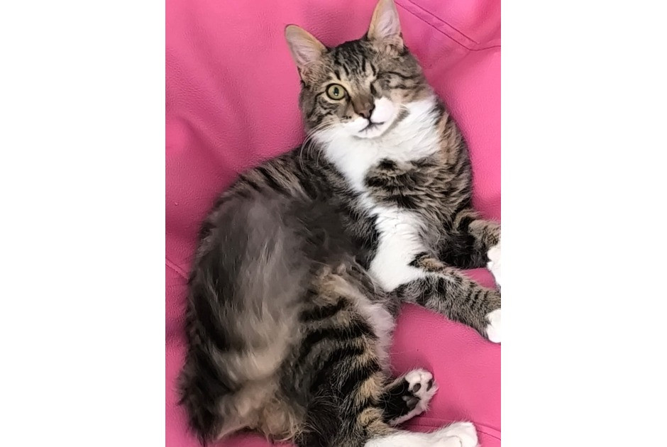 &Epsilon;&pi;&epsilon;ί&gamma;&omicron;&upsilon;&sigma;&alpha; έ&kappa;&kappa;&lambda;&eta;&sigma;&eta; &gamma;&iota;&alpha; &tau;&omicron;&nu; &epsilon;&nu;&tau;&omicron;&pi;&iota;&sigma;&mu;ό &tau;&omicron;&upsilon; Bibi