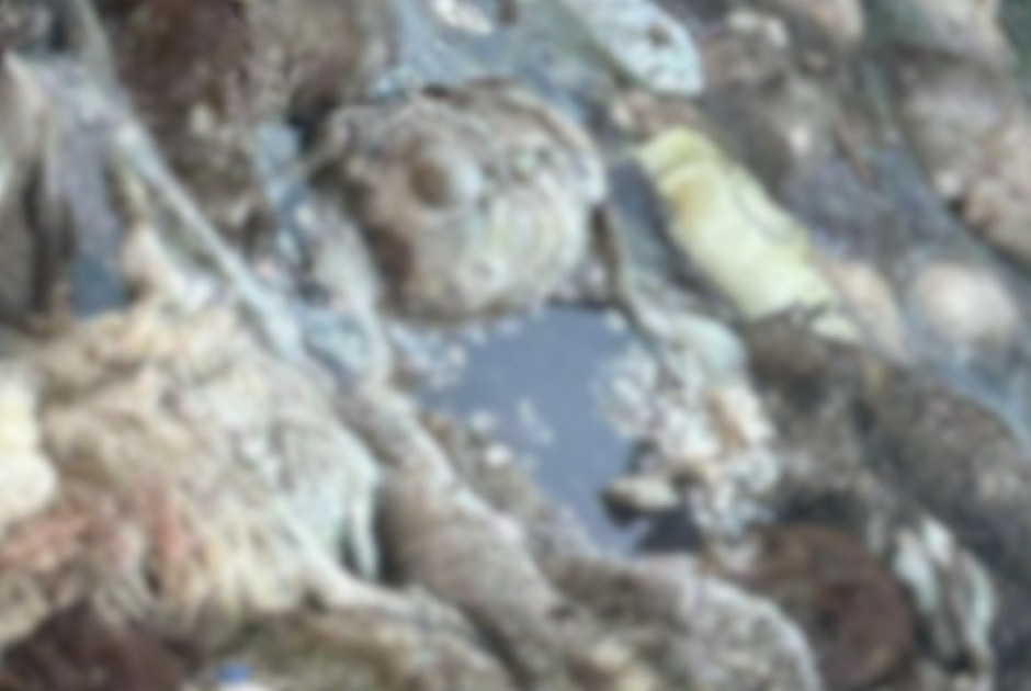 Κίνδυνος μόλυνσης υδάτων - Μολυσμένα ζώα θάβονται σε λάκκους με υπόγεια νερά (ΦΩΤΟ)