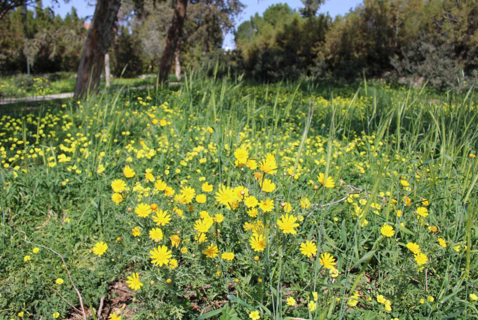 &Eta; &kappa;ί&tau;&rho;&iota;&nu;&eta; &mu;&alpha;&rho;&gamma;&alpha;&rho;ί&tau;&alpha; &tau;&eta;&sigmaf; &Kappa;ύ&pi;&rho;&omicron;&upsilon; - &Tau;&omicron; &lambda;&omicron;&upsilon;&lambda;&omicron;ύ&delta;&iota; &pi;&omicron;&upsilon; &zeta;&omega;&gamma;&rho;&alpha;&phi;ί&zeta;&epsilon;&iota; &tau;&eta;&nu; ά&nu;&omicron;&iota;&xi;&eta;