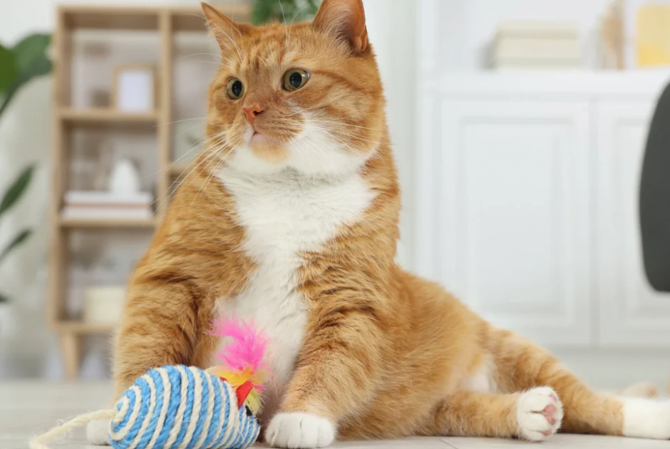 Γιατί οι γάτες αφήνουν το φαγητό τους μισοτελειωμένο;