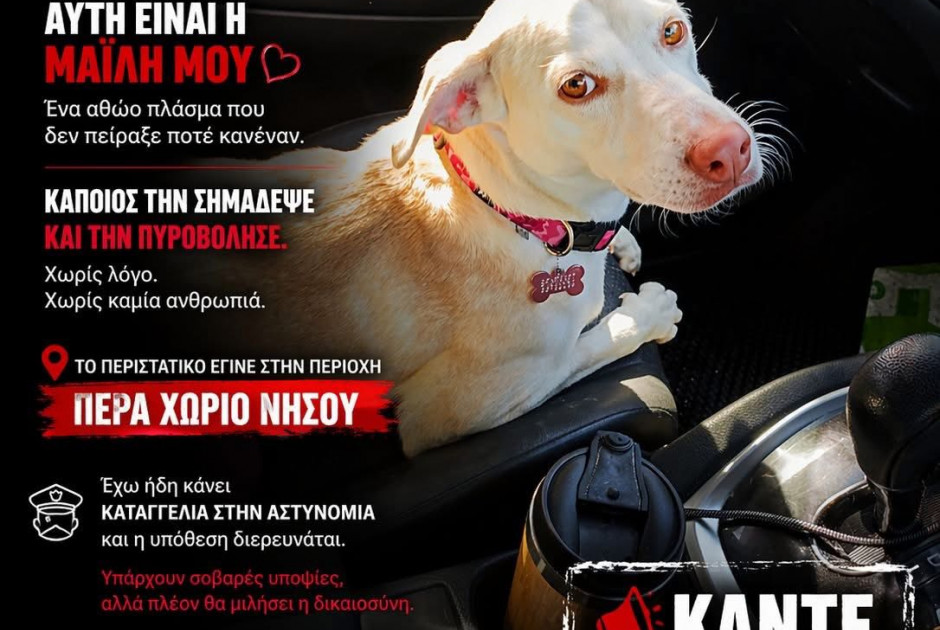 &laquo;&Pi;&iota;ά&sigma;&tau;&eta;&kappa;&epsilon;&raquo; &omicron; ά&nu;&delta;&rho;&alpha;&sigmaf; &pi;&omicron;&upsilon; &pi;&upsilon;&rho;&omicron;&beta;ό&lambda;&eta;&sigma;&epsilon; &tau;&eta;&nu; &Mu;&alpha;ϊ&lambda;&eta; &ndash; &Sigma;&tau;&eta;&nu; &kappa;&alpha;&tau;&omicron;&chi;ή &tau;&omicron;&upsilon; 3 &pi;&upsilon;&rho;&omicron;&beta;ό&lambda;&alpha; ό&pi;&lambda;&alpha;