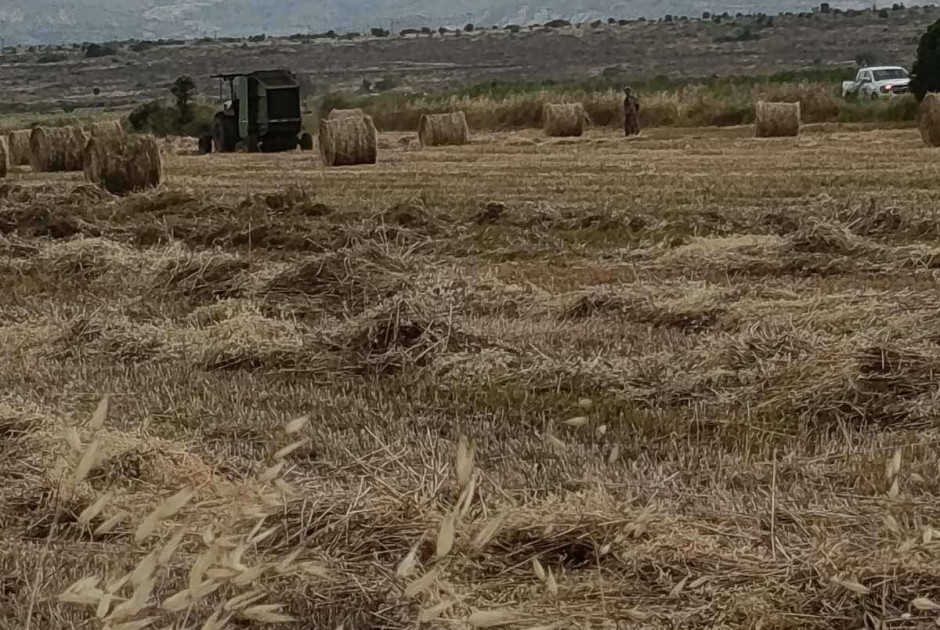 &Eta;&rho;&epsilon;&mu;ί&alpha; &sigma;&tau;&eta; &nu;&epsilon;&kappa;&rho;ή &zeta;ώ&nu;&eta; &tau;&eta;&sigmaf; &Alpha;&upsilon;&lambda;ώ&nu;&alpha;&sigmaf; &ndash; &Alpha;ύ&xi;&eta;&sigma;&epsilon; &tau;&iota;&sigmaf; &pi;&epsilon;&rho;&iota;&pi;&omicron;&lambda;ί&epsilon;&sigmaf; &eta; &Omicron;&Upsilon;&Nu;&Phi;&Iota;&Kappa;&Upsilon;&Pi;