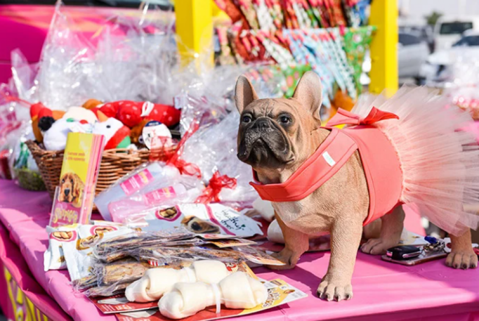 Το Ντουμπάι έκανε φεστιβάλ σκύλων, σαν να μην συμβαίνει τίποτα