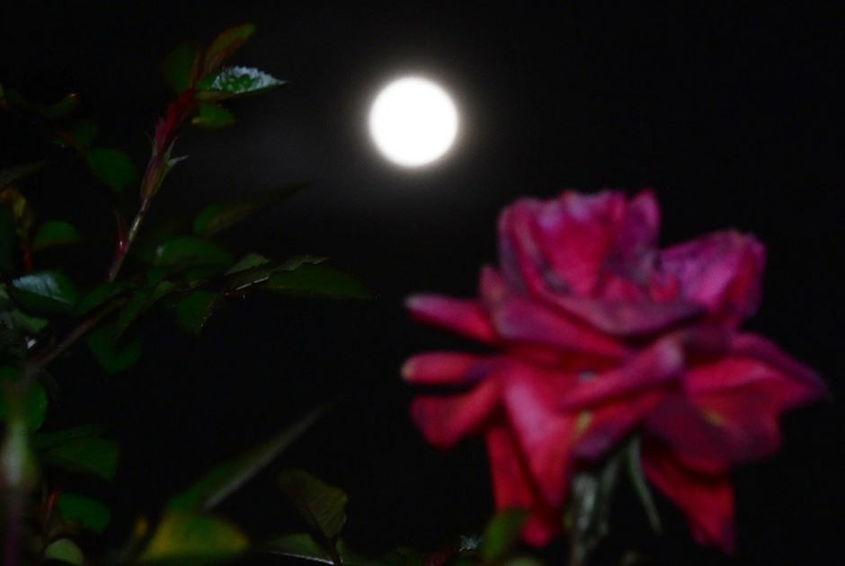 &Pi;&alpha;&nu;&sigma;έ&lambda;&eta;&nu;&omicron;&sigmaf; &laquo;&Phi;&epsilon;&gamma;&gamma;ά&rho;&iota; &tau;&omega;&nu; &lambda;&omicron;&upsilon;&lambda;&omicron;&upsilon;&delta;&iota;ώ&nu;&raquo;: &Pi;ό&tau;&epsilon; &theta;&alpha; &epsilon;&mu;&phi;&alpha;&nu;&iota;&sigma;&tau;&epsilon;ί &sigma;&tau;&omicron;&nu; &omicron;&upsilon;&rho;&alpha;&nu;ό