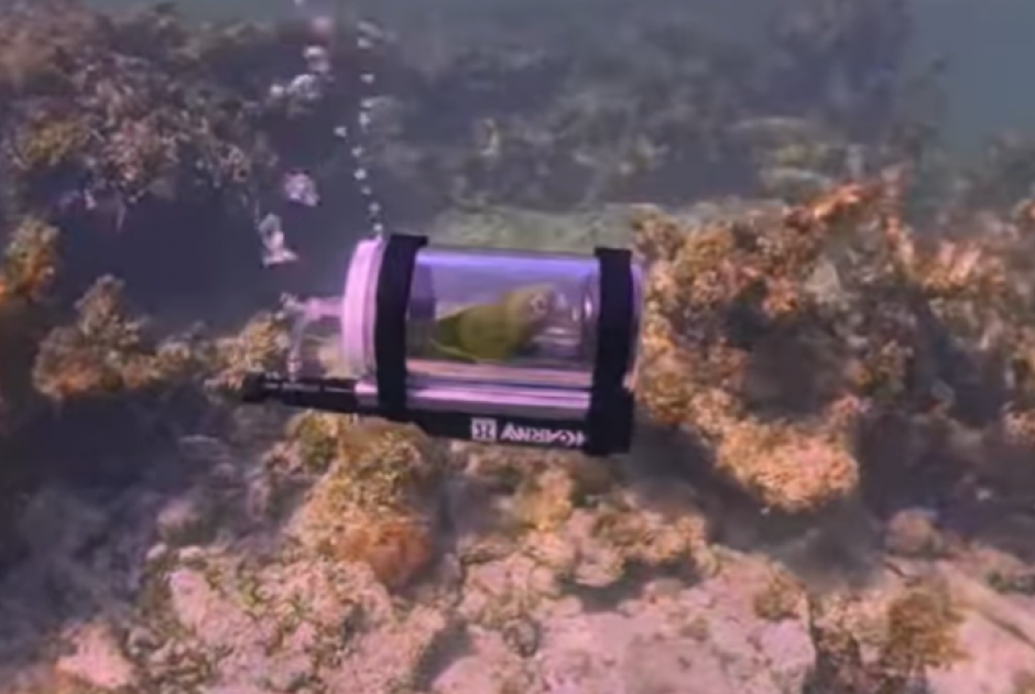 &Pi;&alpha;&pi;&alpha;&gamma;ά&lambda;&omicron;&sigmaf; έ&kappa;&alpha;&nu;&epsilon; &kappa;&alpha;&tau;ά&delta;&upsilon;&sigma;&eta; &mu;&epsilon; &alpha;&upsilon;&tau;&omicron;&sigma;&chi;έ&delta;&iota;&omicron; &upsilon;&pi;&omicron;&beta;&rho;ύ&chi;&iota;&omicron; &sigma;&tau;&iota;&sigmaf; &Mu;&pi;&alpha;&chi;ά&mu;&epsilon;&sigmaf; (&Beta;&Iota;&Nu;&Tau;&Epsilon;&Omicron;)