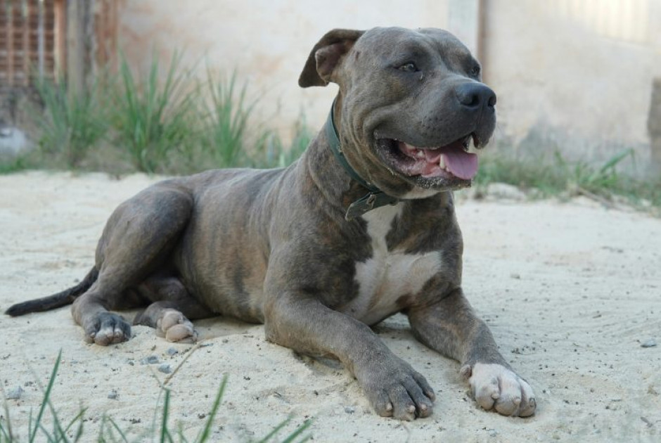 &Tau;&rho;&alpha;&gamma;&omega;&delta;ί&alpha; &sigma;&tau;&omicron; &Mu;&alpha;&rho;ό&kappa;&omicron;: 29&chi;&rho;&omicron;&nu;&omicron;&sigmaf; &kappa;&alpha;&tau;&alpha;&sigma;&pi;&alpha;&rho;ά&chi;&theta;&eta;&kappa;&epsilon; &alpha;&pi;ό &tau;&alpha; ί&delta;&iota;&alpha; &tau;&omicron;&upsilon; &tau;&alpha; &sigma;&kappa;&upsilon;&lambda;&iota;ά &mu;έ&sigma;&alpha; &sigma;&tau;&omicron; &sigma;&pi;ί&tau;&iota; &tau;&omicron;&upsilon;