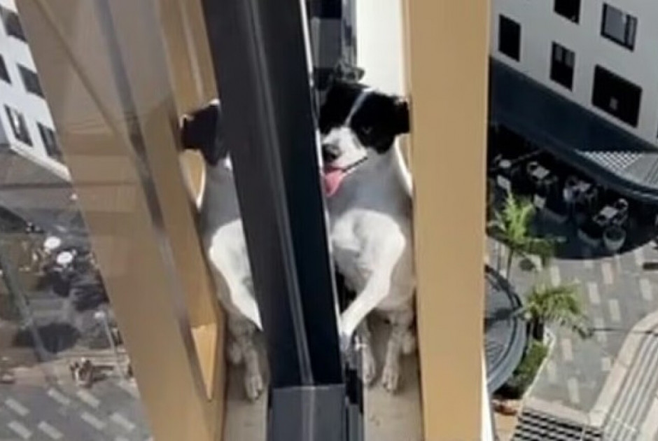 Δραματική διάσωση σκυλίτσας – Εγκλωβίστηκε στον 13ο όροφο πολυκατοικίας