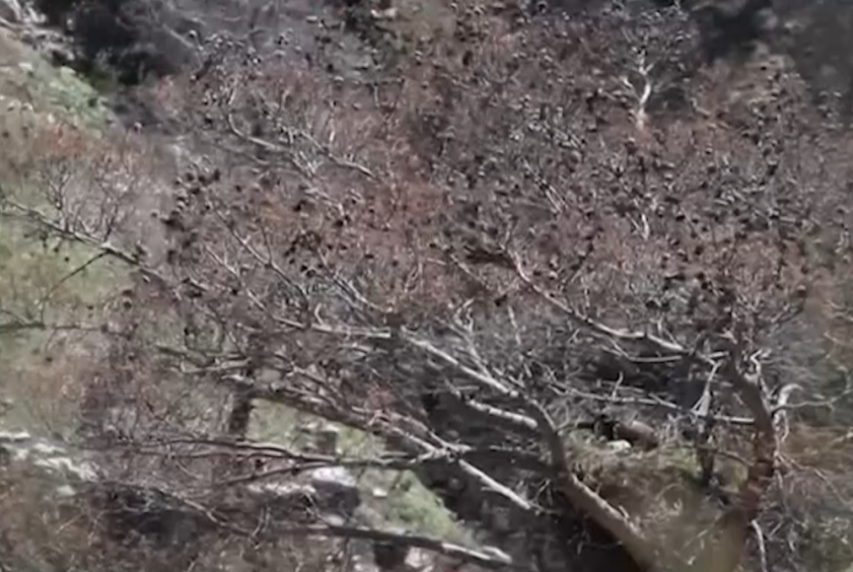 Η ζωή ξαναγεννιέται μέσα από τις στάχτες! - Ζεύγος σπιζαετών επέλεξε να φωλιάσει πάνω σε ένα καμένο πεύκο (ΒΙΝΤΕΟ)