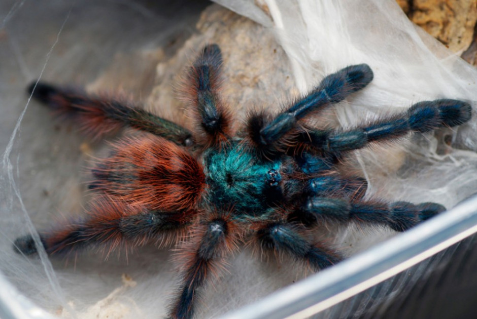 &Gamma;&upsilon;&nu;&alpha;ί&kappa;&alpha; &xi;έ&chi;&alpha;&sigma;&epsilon; &sigma;&tau;&omicron; &tau;&rho;έ&nu;&omicron; &pi;&alpha;&kappa;έ&tau;&omicron;... &mu;&epsilon; 20 &tau;&alpha;&rho;&alpha;&nu;&tau;&omicron;ύ&lambda;&epsilon;&sigmaf;