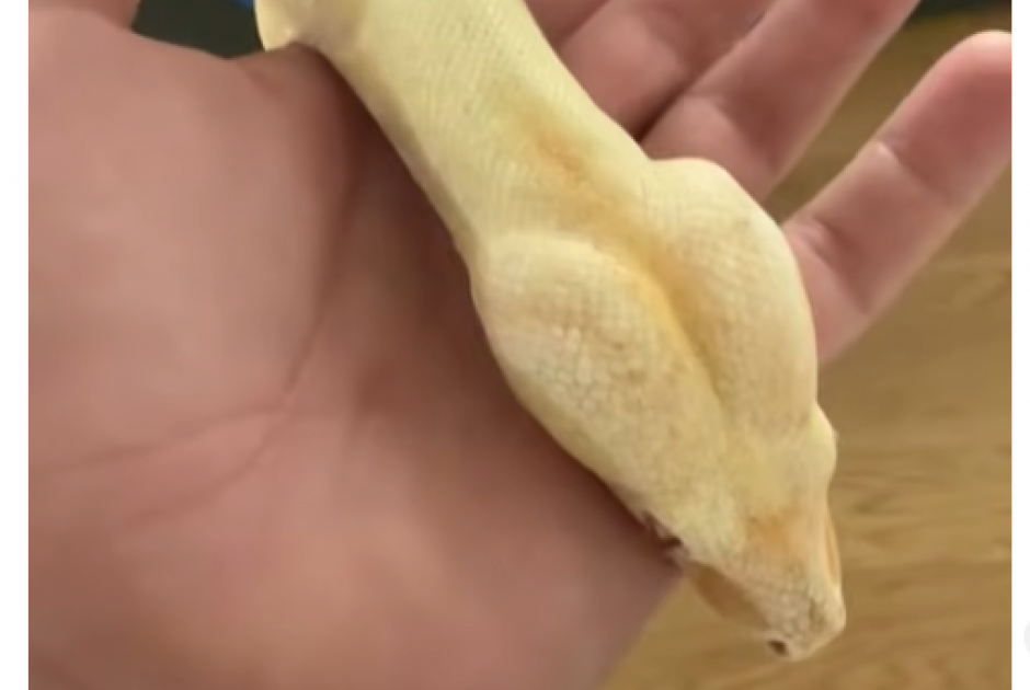 &Delta;&eta;&mu;ή&tau;&rho;&eta;&sigmaf; &Alpha;&lambda;&epsilon;&xi;ά&nu;&delta;&rho;&omicron;&upsilon;: Έ&nu;&alpha; &alpha;&pi;ό &tau;&alpha; &phi;ί&delta;&iota;&alpha; &tau;&omicron;&upsilon; &tau;&upsilon;&lambda;ί&chi;&tau;&eta;&kappa;&epsilon; &sigma;&tau;&omicron; &sigma;ώ&mu;&alpha; &tau;&eta;&sigmaf; &Rho;ί&alpha;&sigmaf; &Epsilon;&lambda;&lambda;&eta;&nu;ί&delta;&omicron;&upsilon;