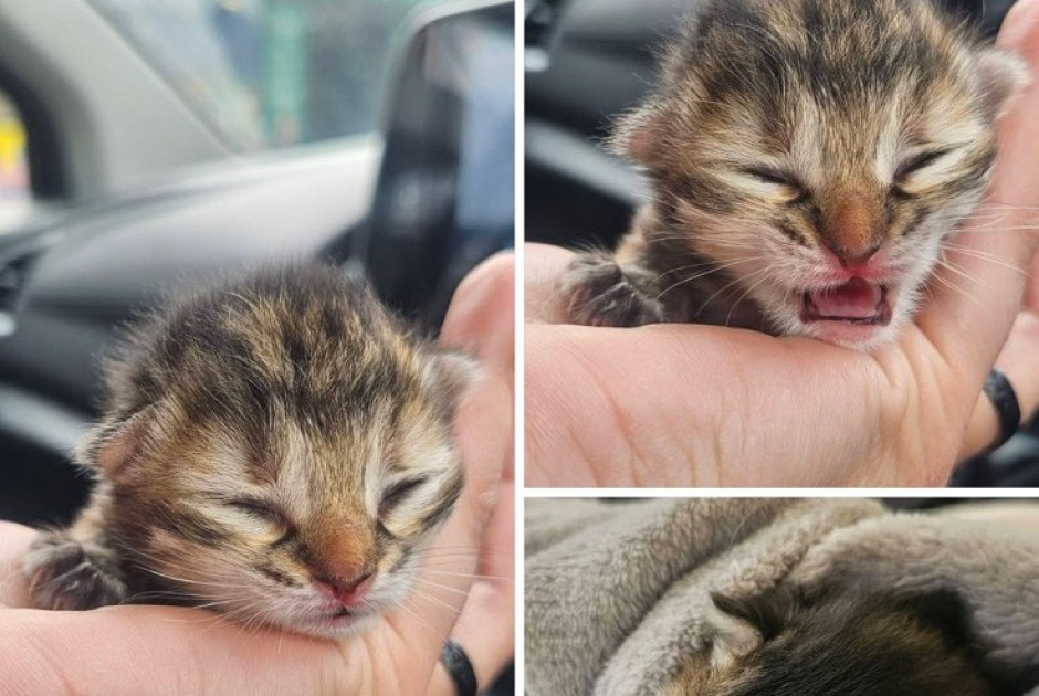 Ανεξέλεγκτες οι γέννες και αυξανόμενος ο αριθμός νεογέννητων ζώων στην Κύπρο (ΦΩΤΟΣ)