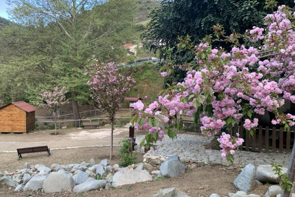 &Kappa;ά&mu;&pi;&omicron;&sigmaf; &tau;&eta;&sigmaf; &Tau;&sigma;&alpha;&kappa;&kappa;ί&sigma;&tau;&rho;&alpha;&sigmaf;: &Iota;&alpha;&pi;&omega;&nu;&iota;&kappa;ή &mu;&alpha;&gamma;&epsilon;ί&alpha; Sakura &mu;&epsilon;&tau;&alpha;&mu;&omicron;&rho;&phi;ώ&nu;&epsilon;&iota; &tau;&omicron;&nu; &mu;&omicron;&nu;&alpha;&delta;&iota;&kappa;ό &alpha;&nu;&omicron;&iota;&xi;&iota;ά&tau;&iota;&kappa;&omicron; &pi;&rho;&omicron;&omicron;&rho;&iota;&sigma;&mu;ό &tau;&eta;&sigmaf; &Kappa;